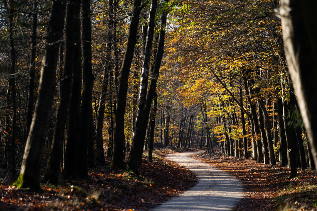 Rock Solid: FINDING GRAVEl bliss IN THE NETHERLANDS